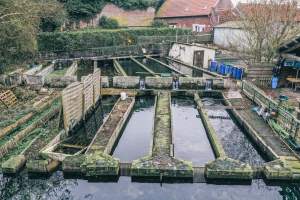 Nature - Ceuillette - Restaurant - le Saltimbanque - Baie de Somme - Hauts de France